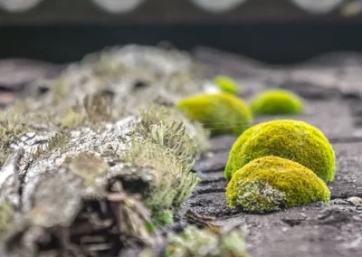 mousse dalep traitement